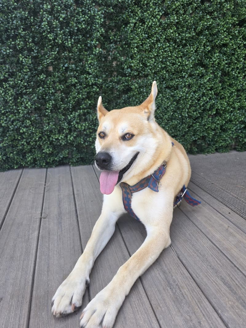 Tan shepherd mix lying on a deck in front of a green hedge, tongue out